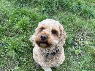 Cockapoo dogs JACK - Advert 1