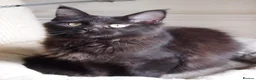 Maine Coon cats for sale: 3 maine coon kittens ready in Bury - Advert 17