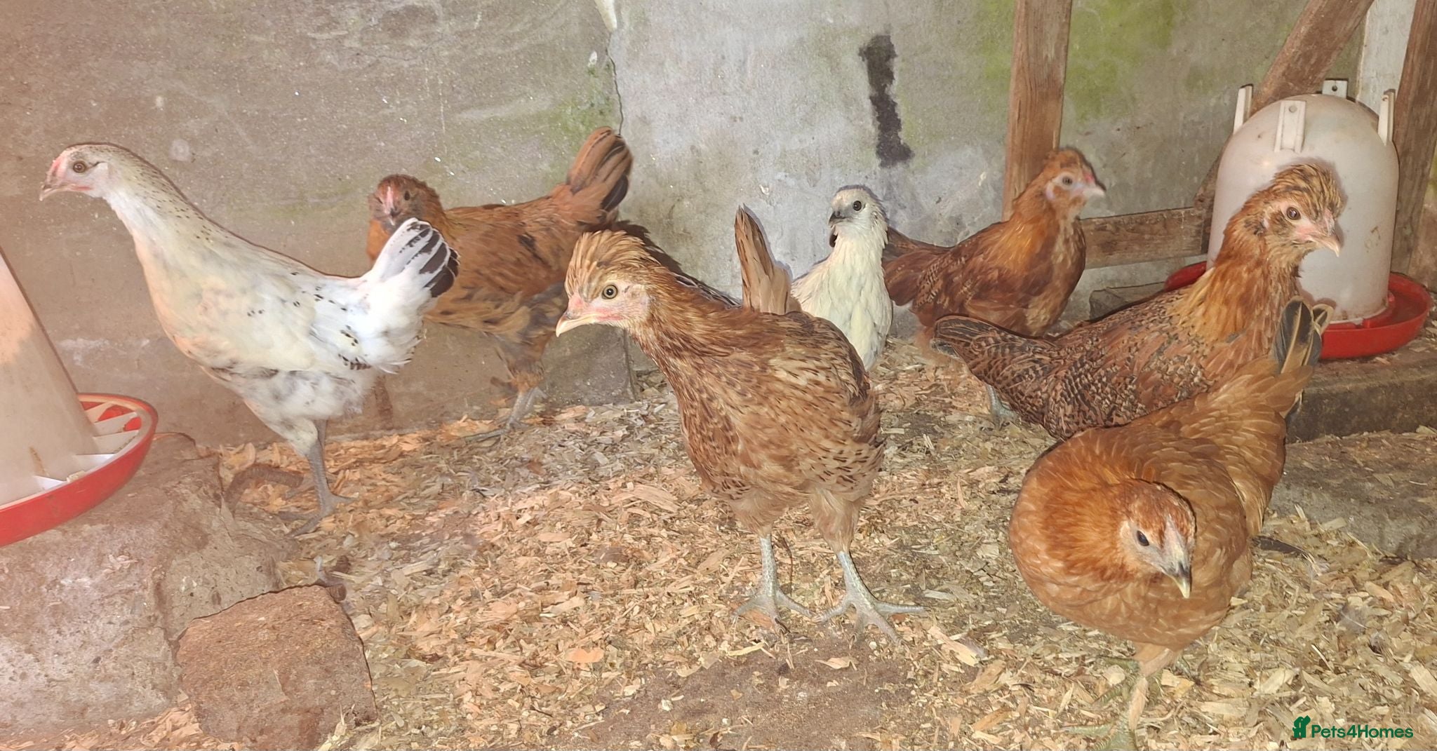 Chickens poultry Silkie cross young pullets  - Advert 5