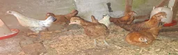 Chickens poultry for sale: Silkie cross young pullets  - Advert 1
