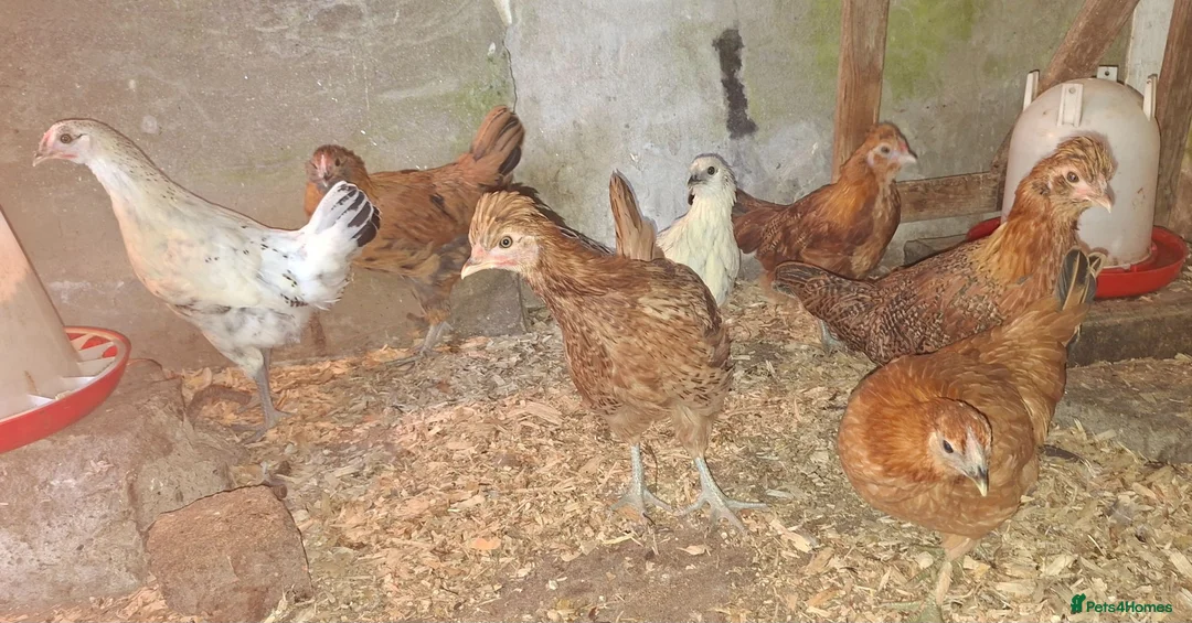 Chickens poultry for sale: Silkie cross young pullets  - Advert 1
