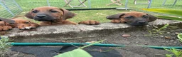 Rhodesian Ridgeback dogs for sale: Rhodesian Ridgeback Puppies European Pedigree - Advert 7
