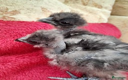 Chickens poultry for sale: Fluffy miniature showgirl/sikie chickens/chicks - Image 2