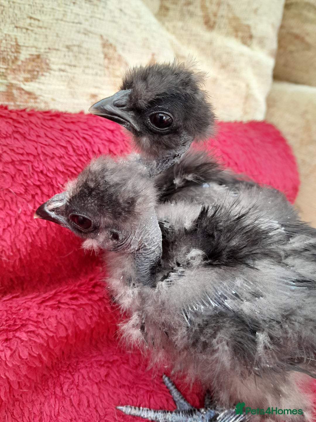 Chickens poultry for sale: Fluffy miniature showgirl/sikie chickens/chicks - Image 2