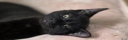 American Shorthair cats for sale: 2 Beautiful Mixed American Shorthair Kittens in Nottingham - Advert 11