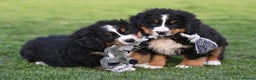 Bernese Mountain Dog dogs for sale: STUNNING HEALTH CHECKED PUPPIES READY TODAY - Advert 2