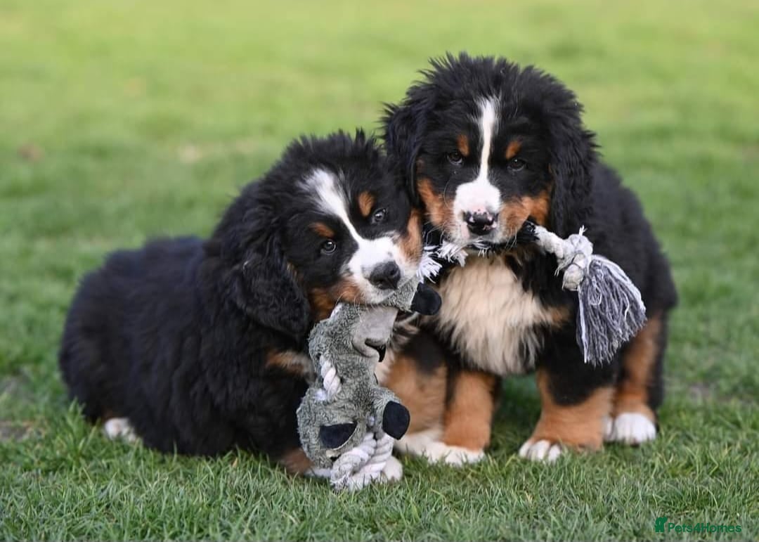 Bernese Mountain Dog dogs for sale: STUNNING HEALTH CHECKED PUPPIES READY TODAY - Advert 2