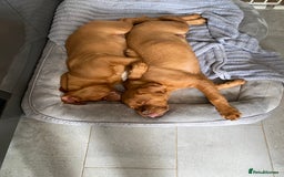 Dogue De Bordeaux dogs for sale: Male and female dogue de bordeaux puppies  - Advert 2