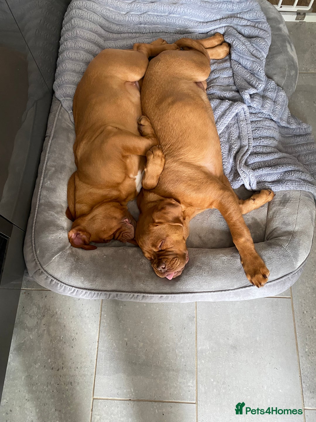 Dogue De Bordeaux dogs for sale: Male and female dogue de bordeaux puppies  - Advert 2