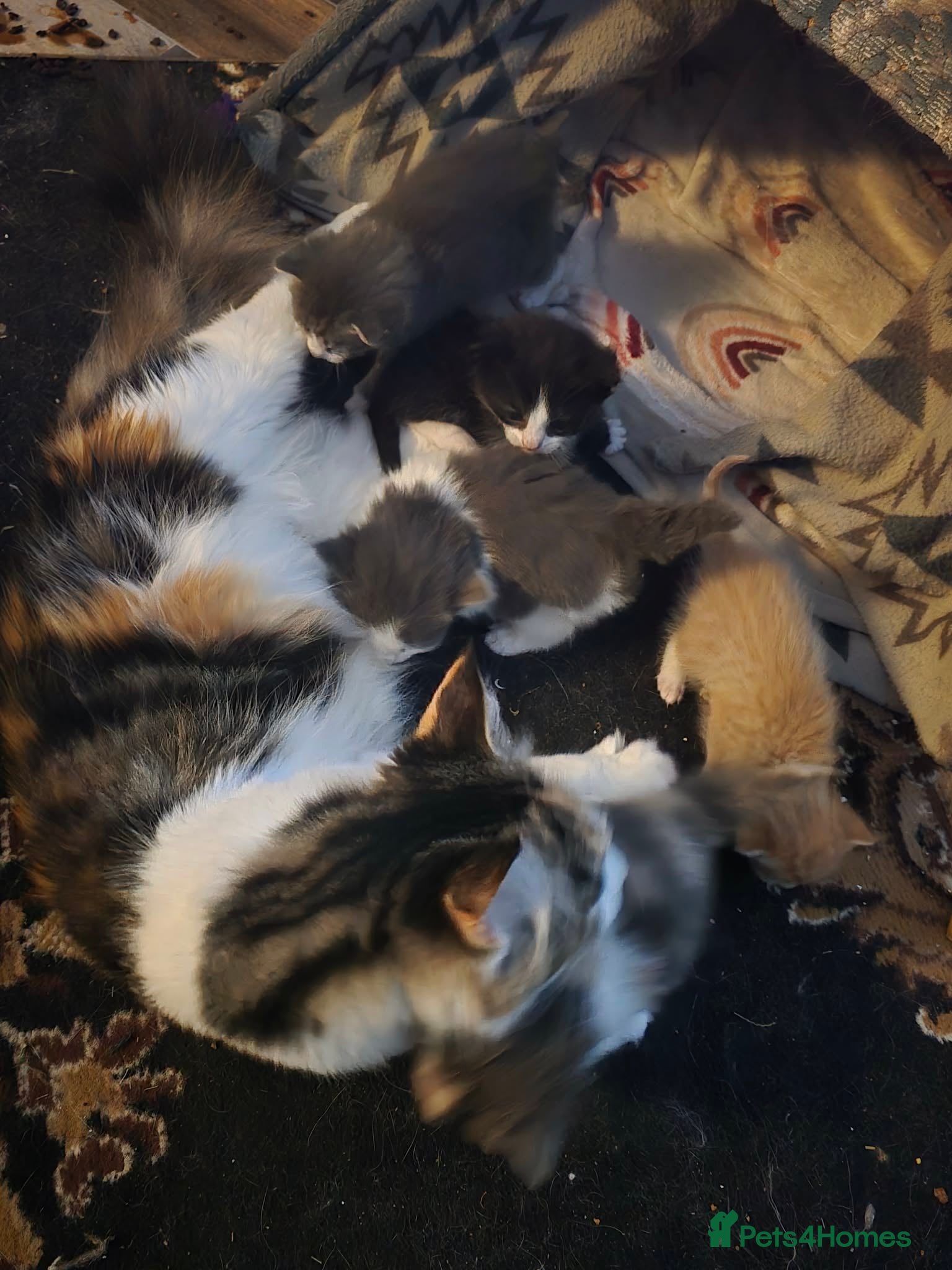 Maine Coon cats Maine Coon Cross Kittens - Advert 2