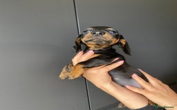 Dachshund dogs for sale: Miniature dachshund puppies - Image 13