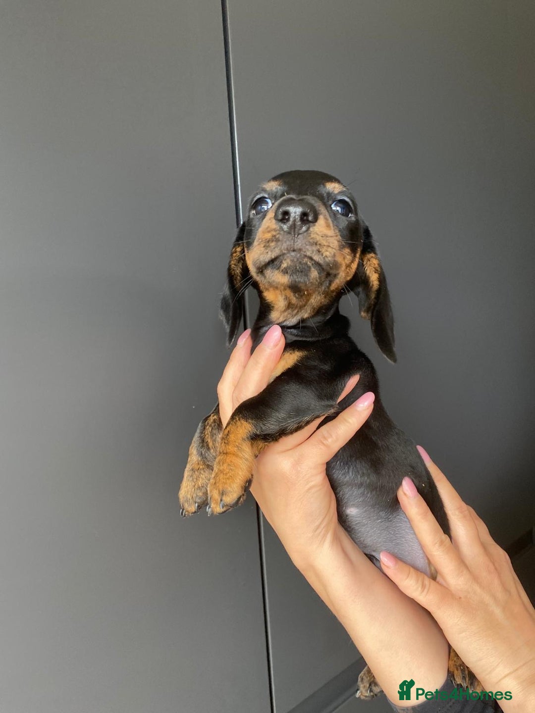 Dachshund dogs for sale: Miniature dachshund puppies - Image 13