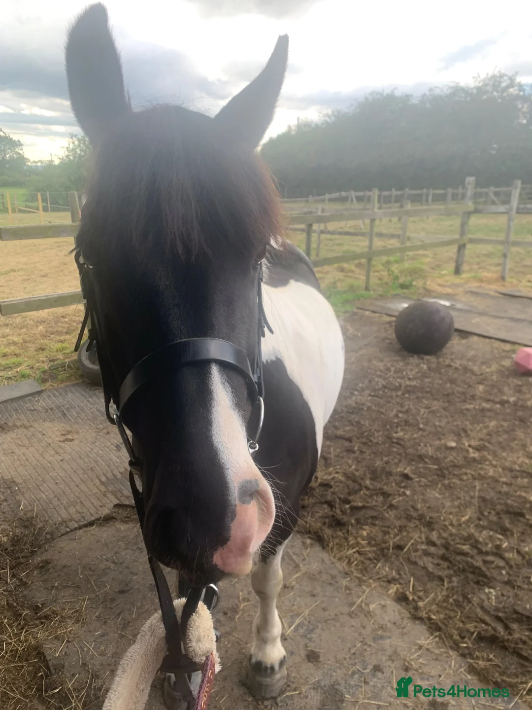 Riding pony horses for sale: 14hh 8 year old Mare inc Tack hack with potential  - Advert 8
