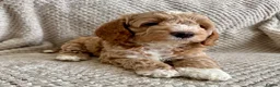 Cavapoo dogs for sale: 1 APRICOT BOY LEFT Beautiful F1B Cavapoo Puppies  - Advert 3