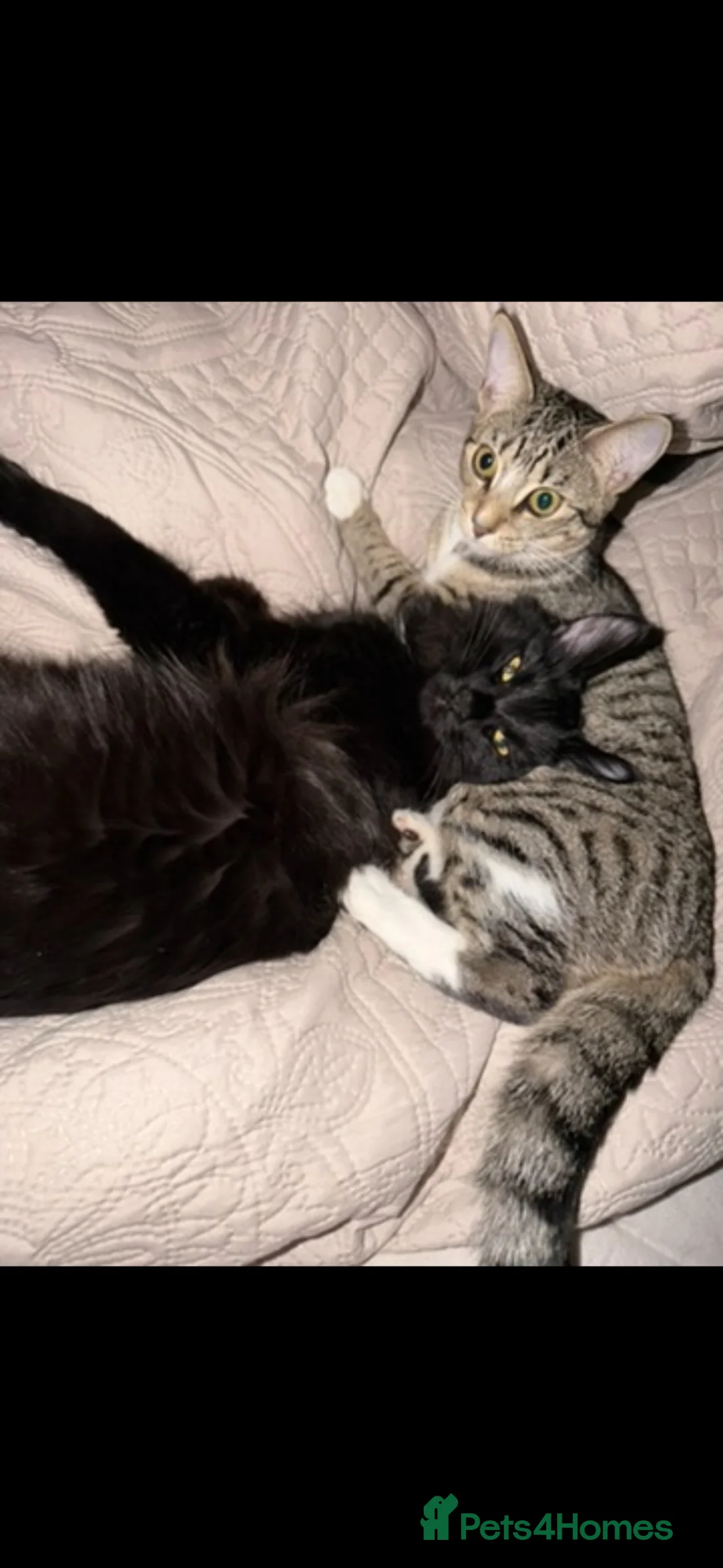 Mixed Breed cats for sale: 4 cats looking to be re homed  - Advert 2