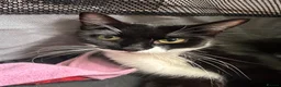 Domestic Shorthair cats for sale: BEAUTIFUL BLACK & White Tuxedo Kittens  in Ilford - Advert 1