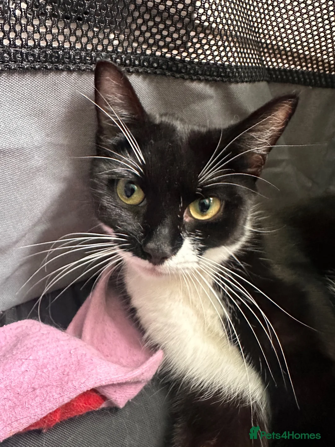 Domestic Shorthair cats for sale: BEAUTIFUL BLACK & White Tuxedo Kittens  in Ilford - Advert 1