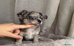 Chihuahua dogs for sale: XXS Tiny Chihuahua Long,Last Girl,Merle Blue Eye - Image 15