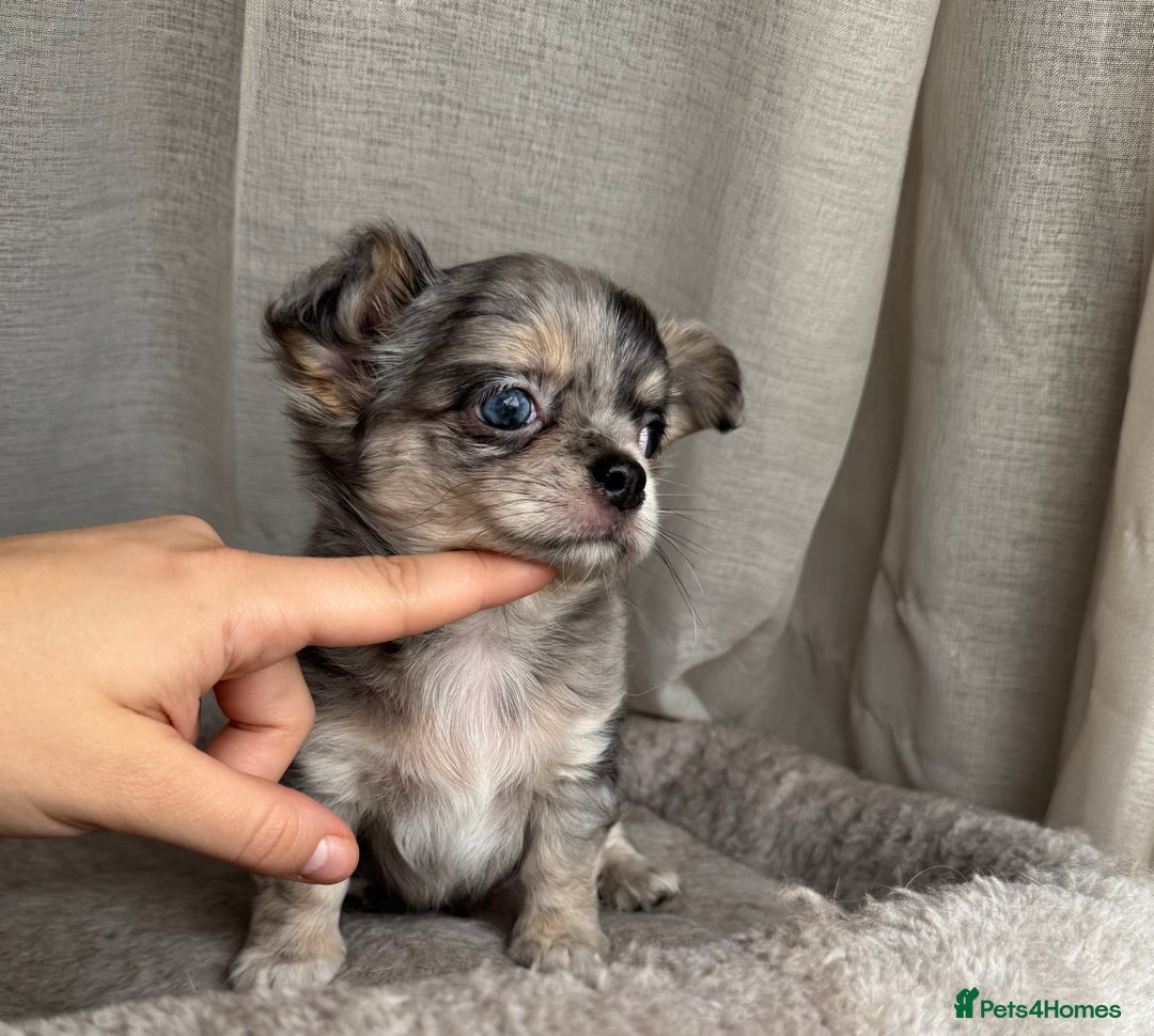 Chihuahua dogs for sale: XXS Tiny Chihuahua Long,Last Girl,Merle Blue Eye - Image 15