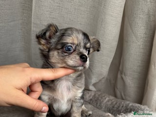 Chihuahua dogs - Advert 7