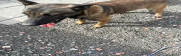 Belgian Shepherd Dog dogs for sale: Purebred Belgian Malinois Pups in Swansea - Advert 3