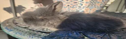 Lionhead rabbits for sale: CUTE BLUE EYES BABY Lionheads double mane. B - Advert 4