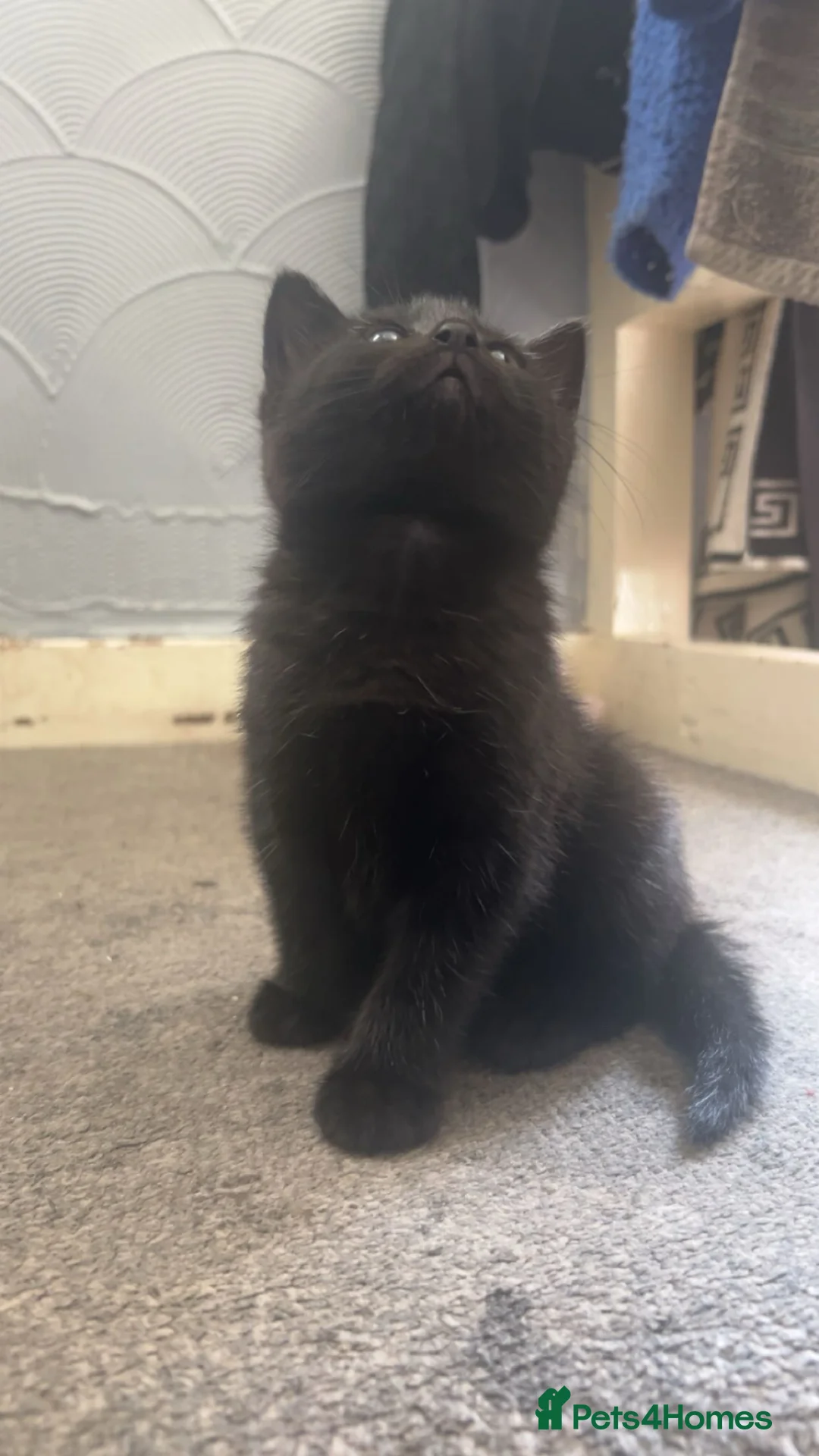 Bombay cats for sale: bombay cat - Advert 2