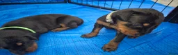 Dobermann dogs for sale: ⭐️⭐️⭐️⭐️⭐️ KC Reg European Dobermann puppies - Advert 11