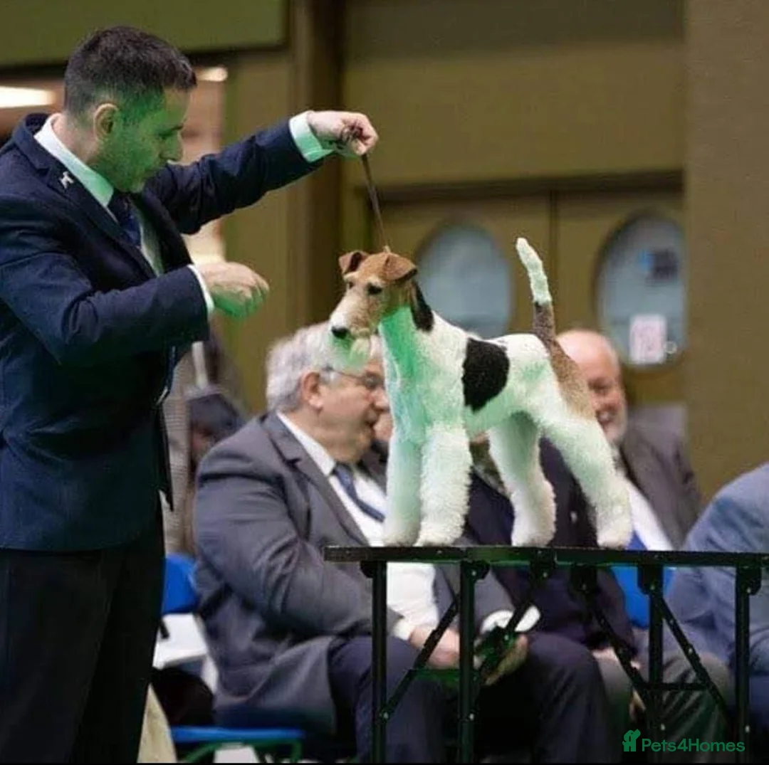 Fox Terrier dogs for sale: Beautiful Wire Fox Terrier Pups Available - Advert 2