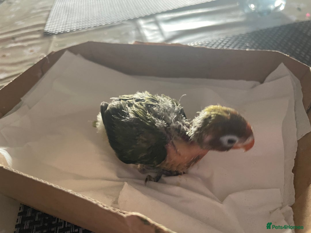 Lovebirds birds for sale: Because hand reared baby lovebird  - Advert 3