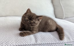British Shorthair cats for sale: GCCF Champion bred British shorthair  - Image 5