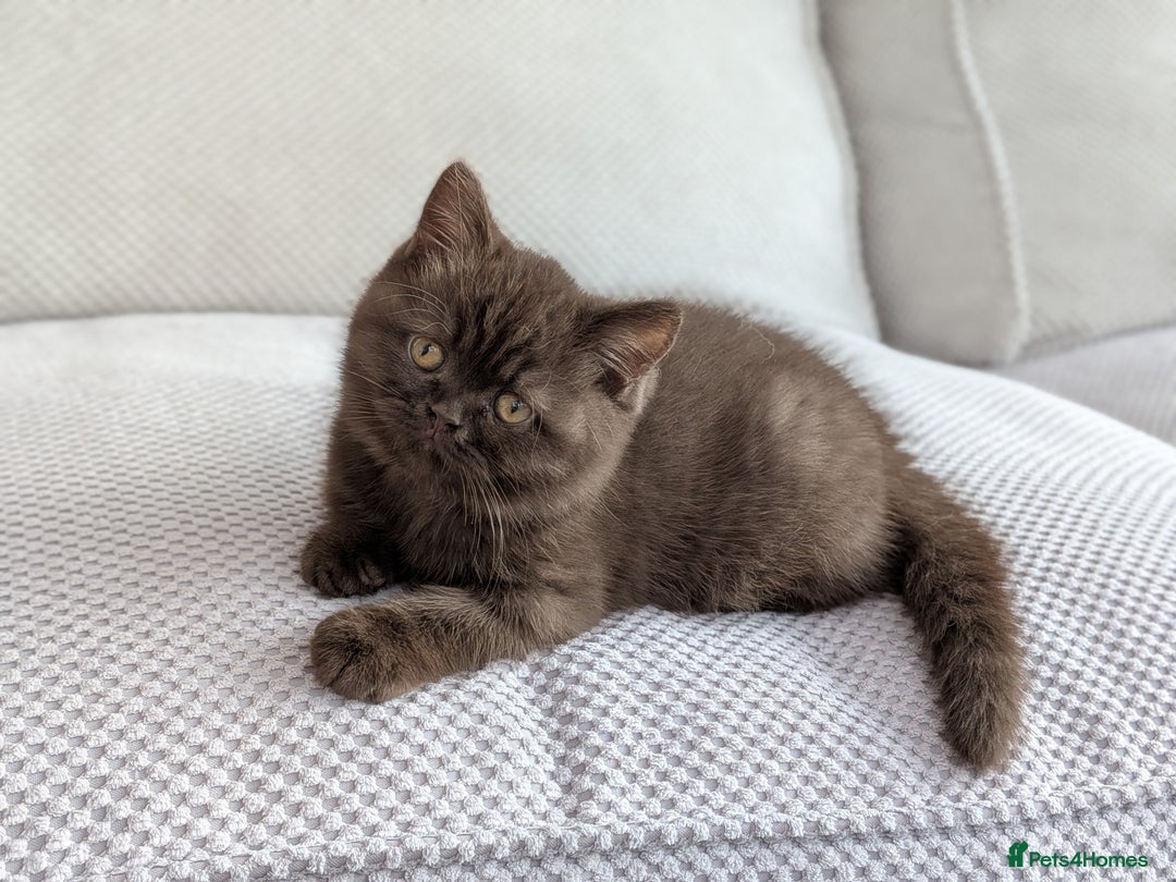 British Shorthair cats for sale: GCCF Champion bred British shorthair  - Image 5
