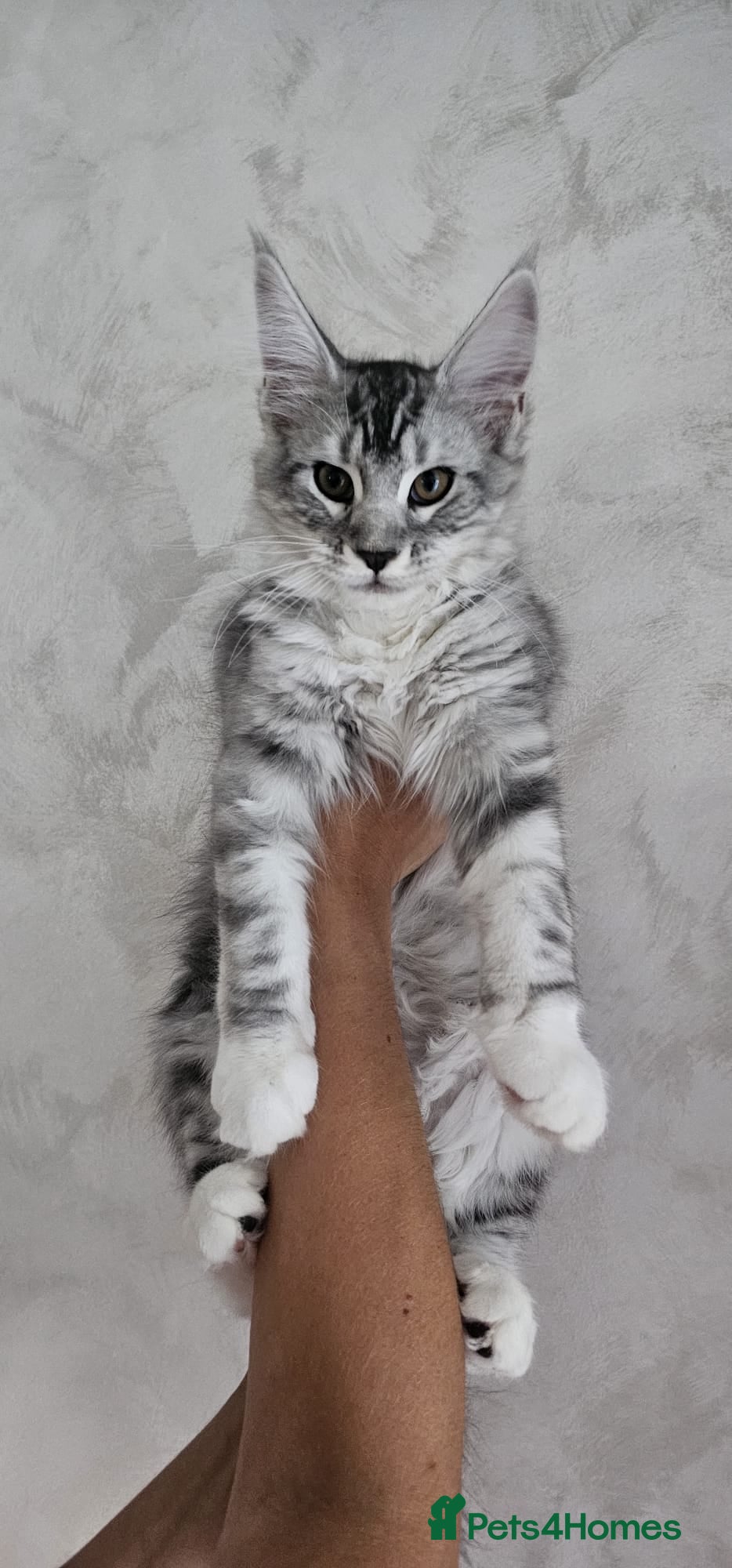 Maine Coon cats Last remaining Full Pedigree maine coon kittens  - Advert 18
