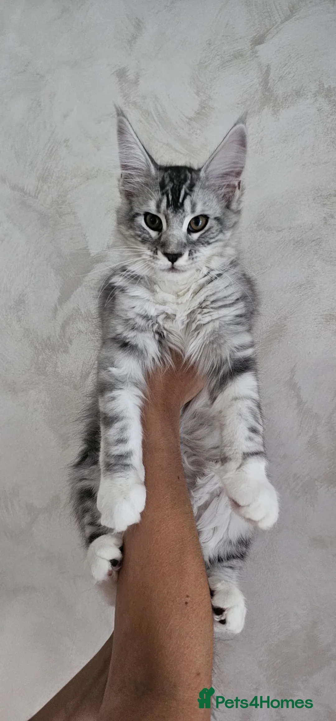 Maine Coon cats for sale: Last remaining Full Pedigree maine coon kittens  - Advert 1