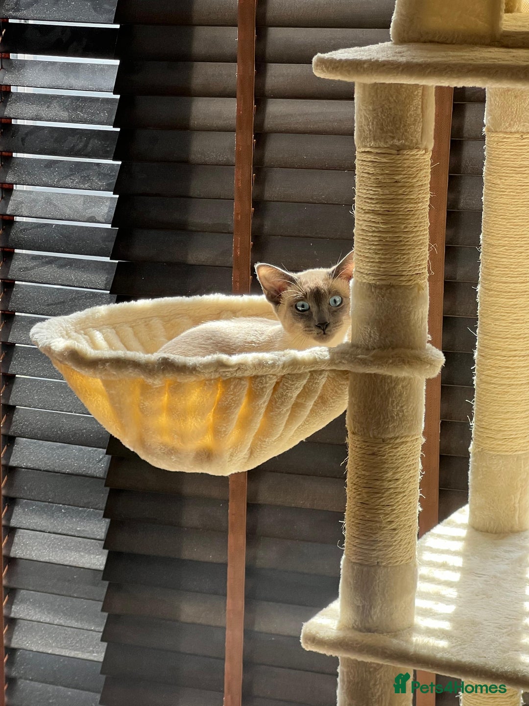 Siamese cats for sale: Blue point Siamese boy - Image 1