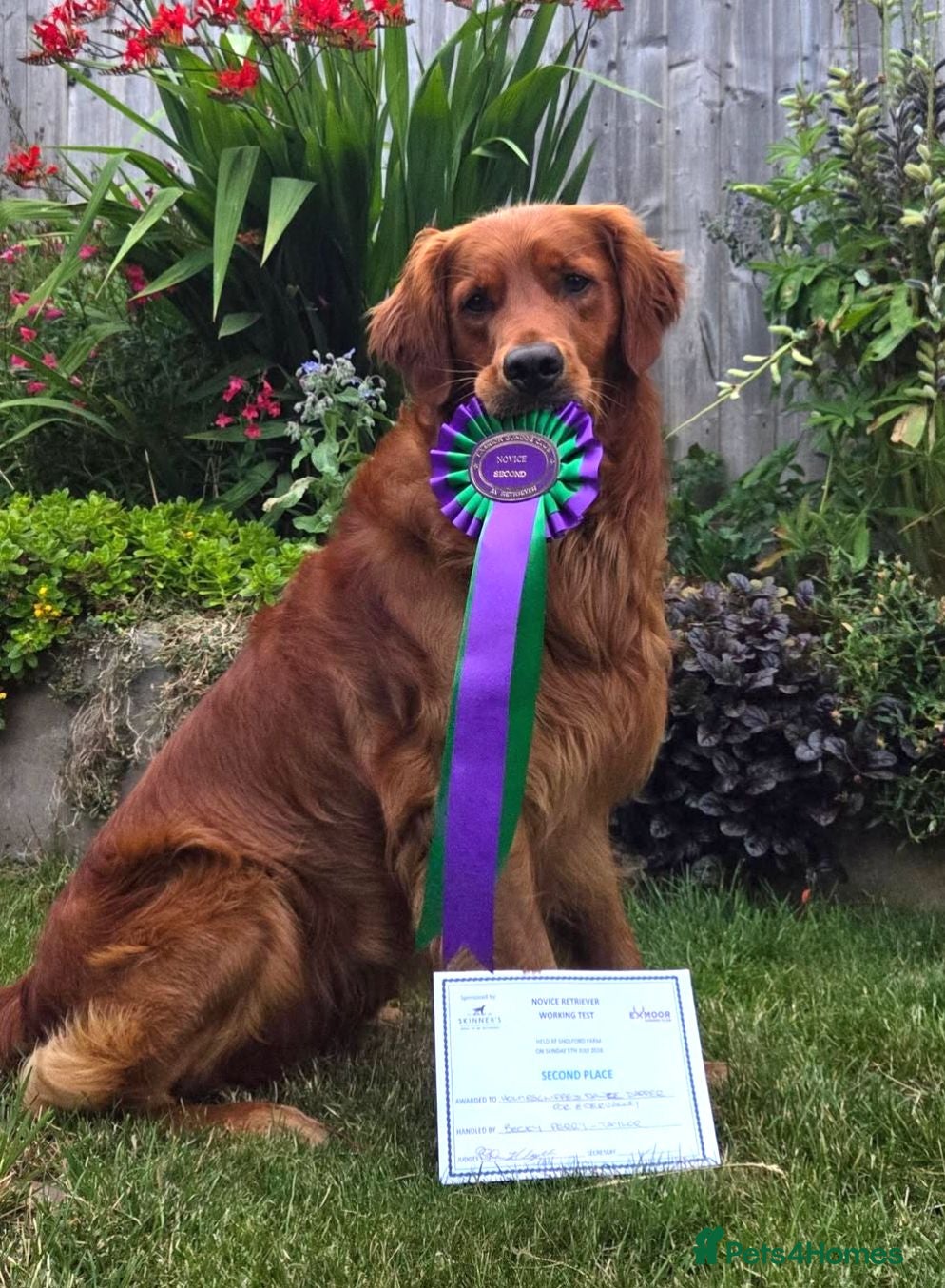 Golden Retriever dogs KC Health Tested Dark Working Golden Retrievers - Advert 4