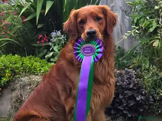 Golden Retriever dogs KC Health Tested Dark Working Golden Retrievers - Advert 4
