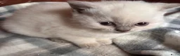 British Shorthair cats for sale: GGCF British Shorthair Blue CP female kitten  - Advert 9