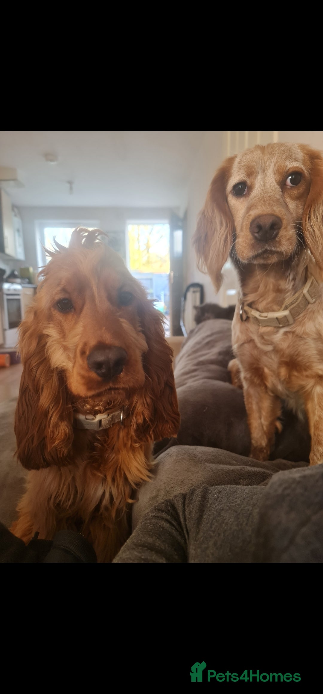 Cocker Spaniel dogs for stud: Show Golden Cocker Spaniel Stud - Image 2
