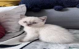 British Shorthair cats for sale: British shorthair Blue so beautiful  - Image 2