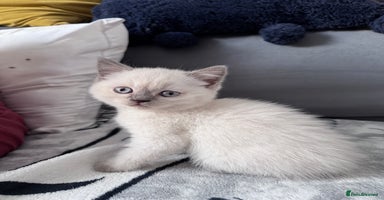 British Shorthair cats - Advert 13