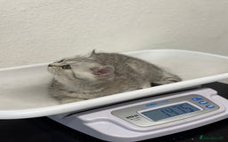 British Shorthair cats for sale: 😻Beautiful BSH Active GCF Kittens🌈 Ready Now! - Image 8
