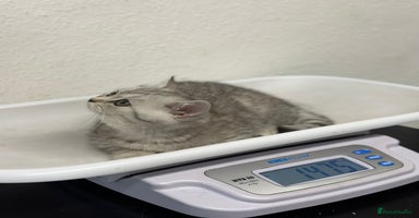 British Shorthair cats - Advert 5