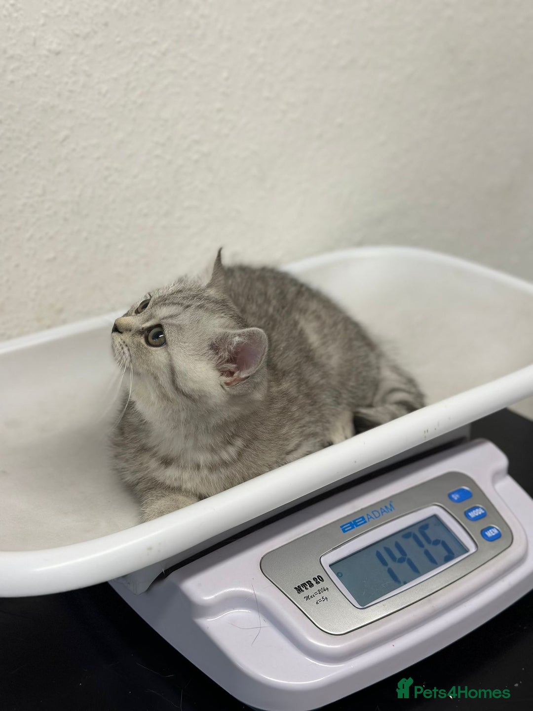British Shorthair cats for sale: 😻Beautiful BSH Active GCF Kittens🌈 Ready Now! - Image 8