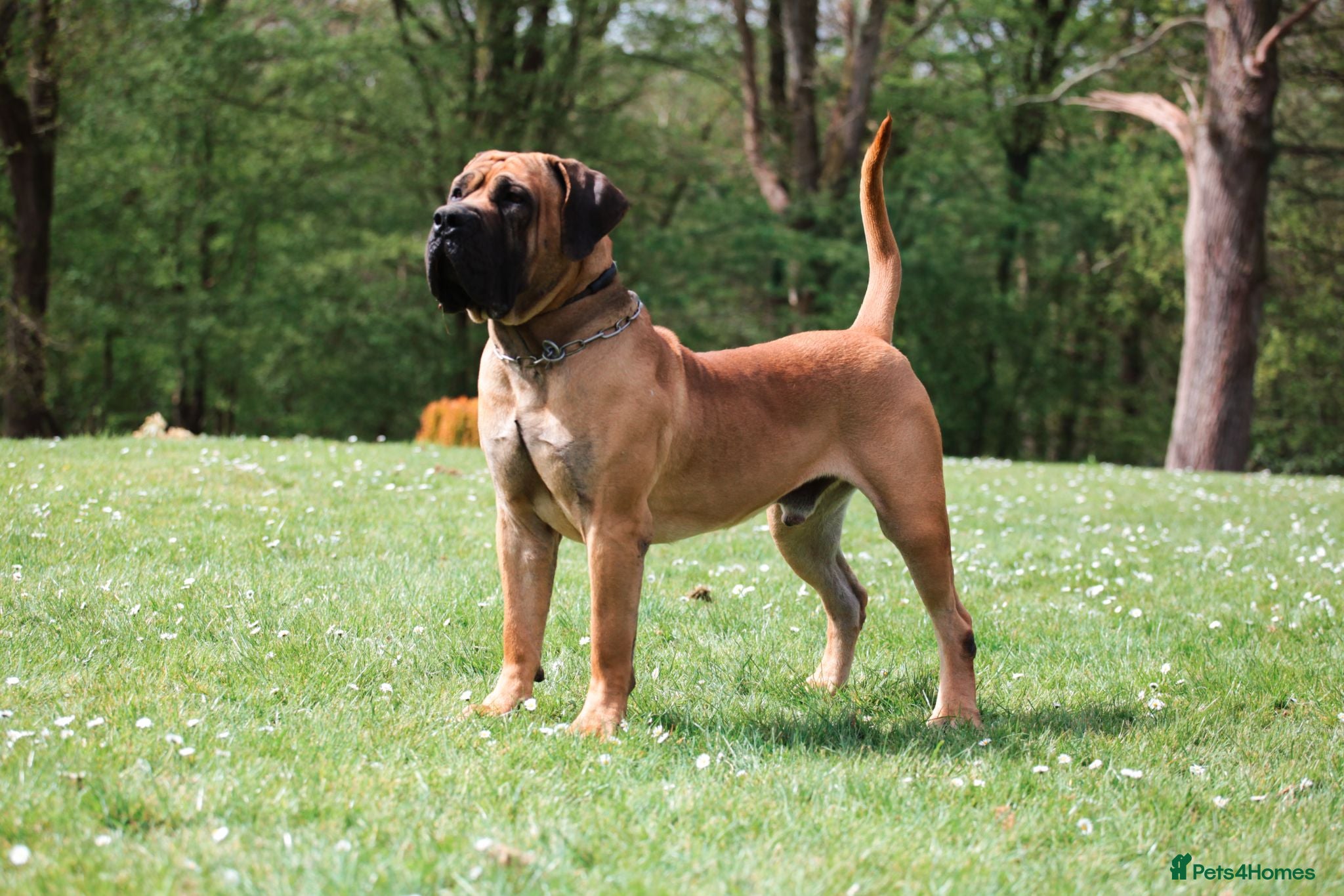 Boerboel dogs Stunning litter arrived- waitlist open - Advert 2