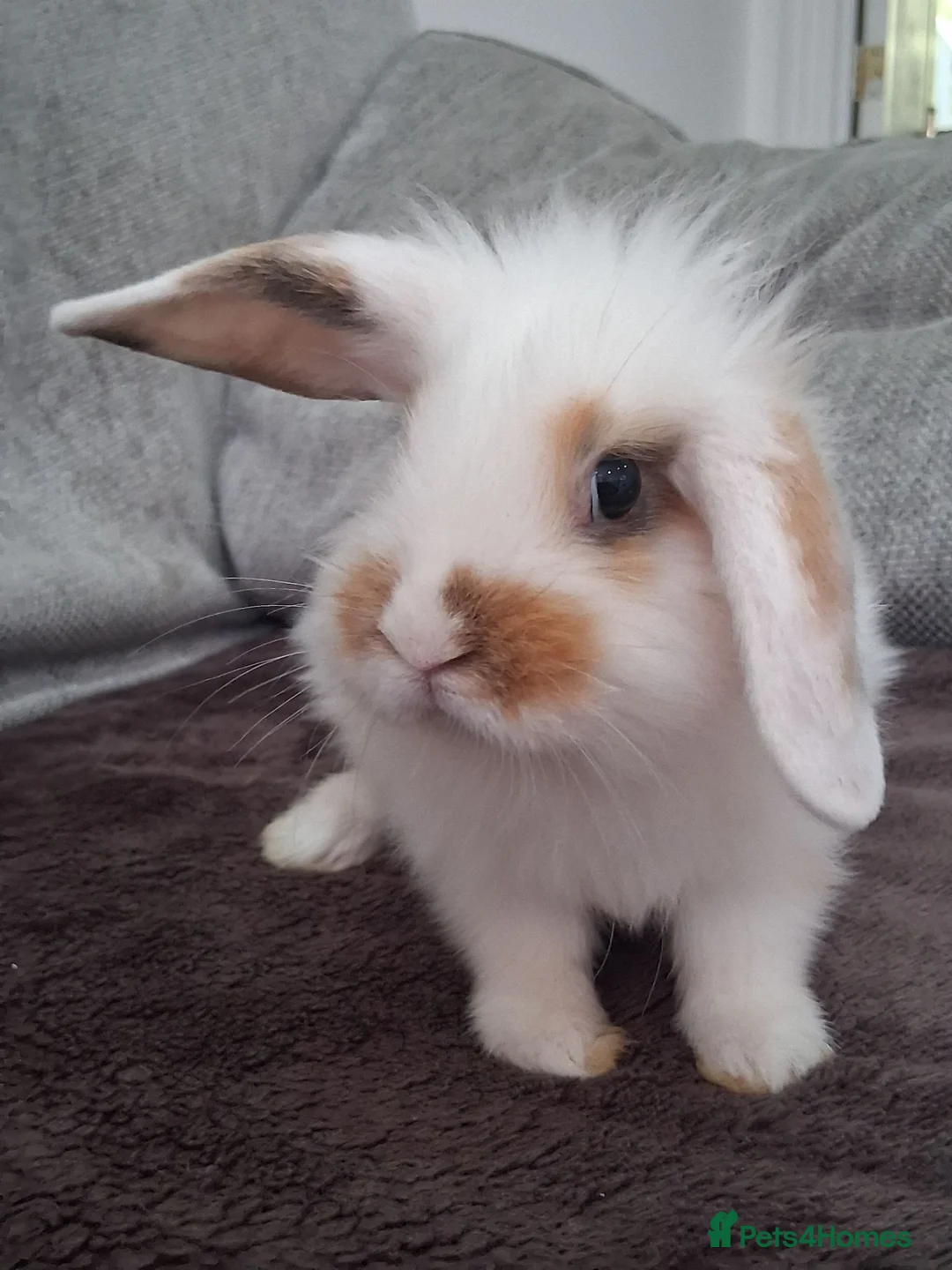 Lionhead rabbits for sale: Baby bunnies for sale - Advert 2