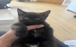 British Shorthair cats for sale: Beautiful British Shorthair Kittens - Image 11
