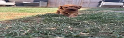 Cavapoo dogs for sale: Cavapoo puppies  - Advert 14