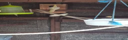 Mixed Breed birds for sale: Birds  - Advert 18