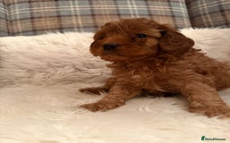 Cavapoo dogs for sale: Beautiful Boy Cavapoo puppies  - Image 5